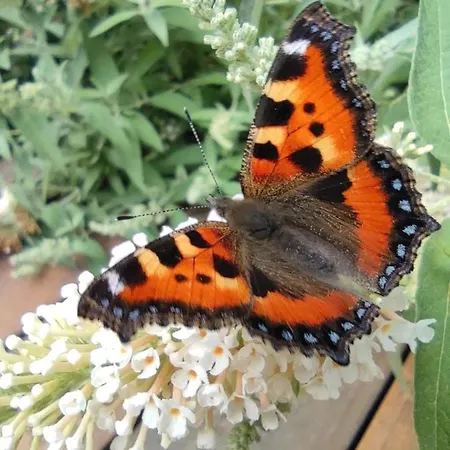 Ruegenzeit *